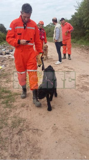 Perros rastreadores.JPG