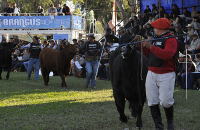 450 mil pesos fue el precio máximo del remate que coronó a la Gran Nacional Brangus