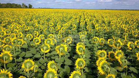 girasol01.jpg