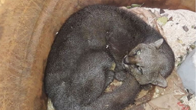 Rescatan un gato moro en una vivienda de Resistencia