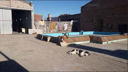 huellas caninas 2.JPG
