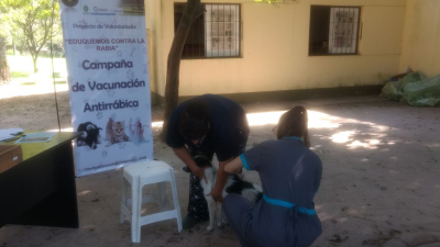 Veterinarios de la UNNE insisten en vacunar mascotas contra la rabia