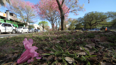 Extienden el plazo para el concurso de fotografía “Arboles de Resistencia”