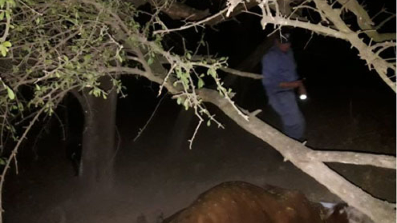 Hallaron una vaca mutilada en un lote rural de Villa Ángela