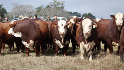 Caa Cupé presenta la mejor genética y animales seleccionados para su remate anual