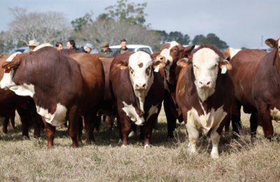 Caa Cupé presenta la mejor genética y animales seleccionados para su remate anual