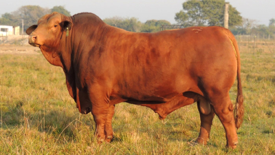 Calidad, selección y rusticidad caracterizan a los animales de Caá Cupe