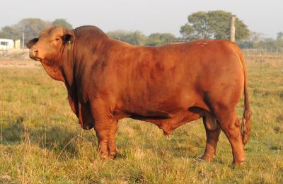 Calidad, selección y rusticidad caracterizan a los animales de Caá Cupe
