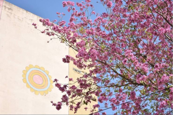 Día del arbol y la importancia de su preservación