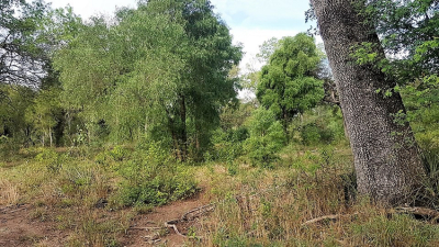 El ajuste llega a los bosques nativos