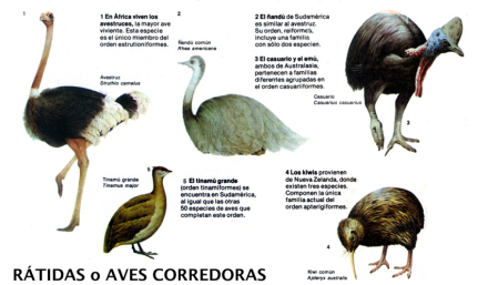 escolar2.jpg