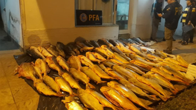 Importante decomiso de dorados y otros pescados