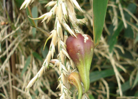 bambu2.jpg