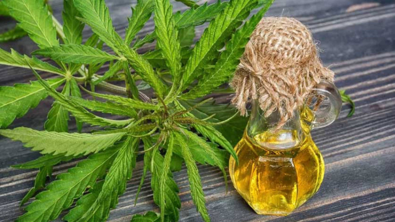 Inician ensayos médicos con aceite de cannabis en el Garrahan