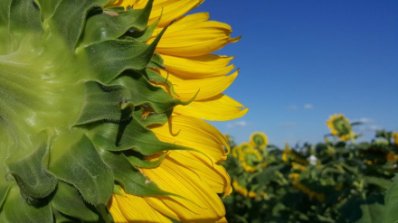 58JORANDA-GIRASOL.jpg