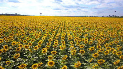 El Chaco perderá en esta campaña girasolera U$S 51,4 millones