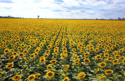 Girasol: el nuevo mapeo satelital redujo estimaciones previas del área de siembra