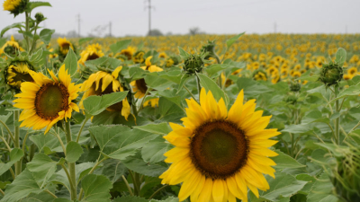 Girasol: sigue la puja y buscan alternativas