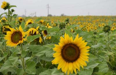 Girasol: sigue la puja y buscan alternativas
