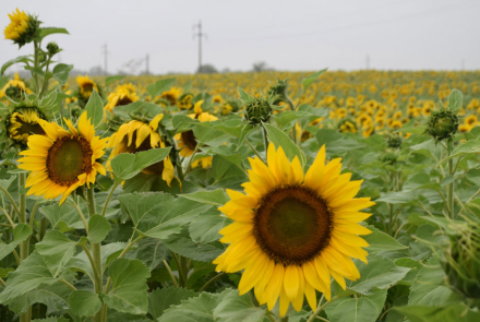 girasol.jpg