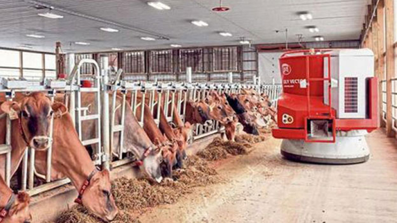 Visita a una granja con robots e incentivos para las vacas