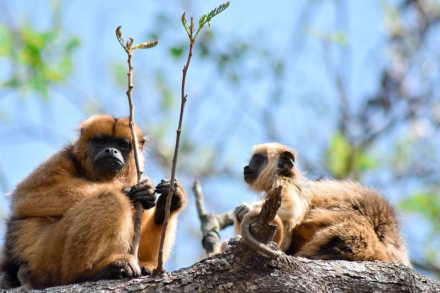Monos carayá.JPG