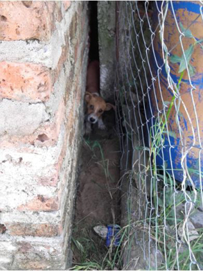 perro rescatado 3.JPG