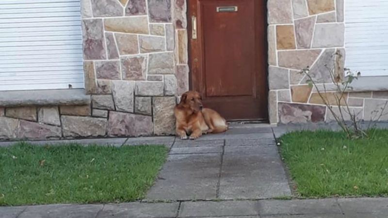 Se mudaron a Corrientes y dejaron a su perro abandonado afuera de la casa