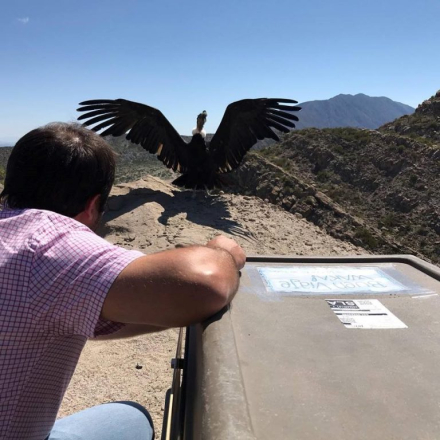 condor1.jpg