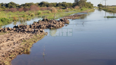 Duro golpe al algodón: intensas lluvias y fuerte viento norte complican la situación