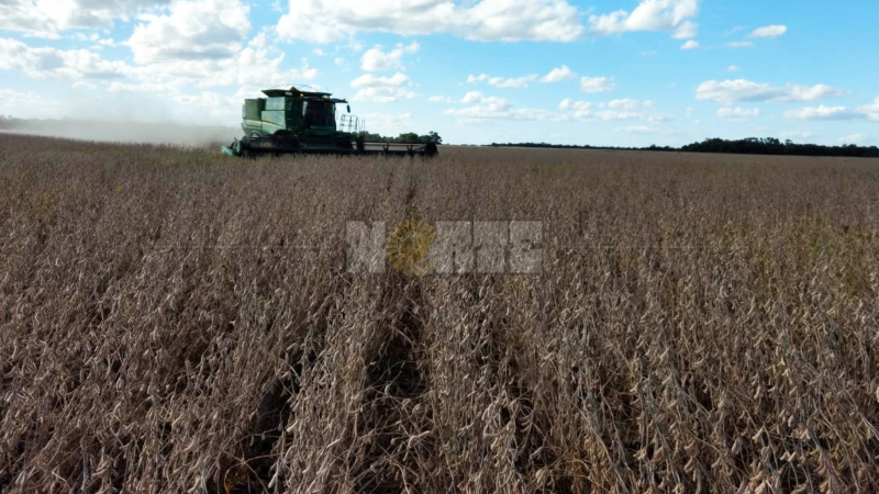 Con rindes alentadores comenzó lentamente la cosecha de la soja