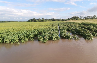 Cambio climático, deforestación e inercia: cóctel explosivo para el futuro del Chaco