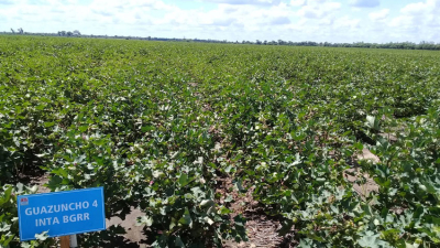 Algodón: el INTA presenta las tres nuevas variedades de alta calidad