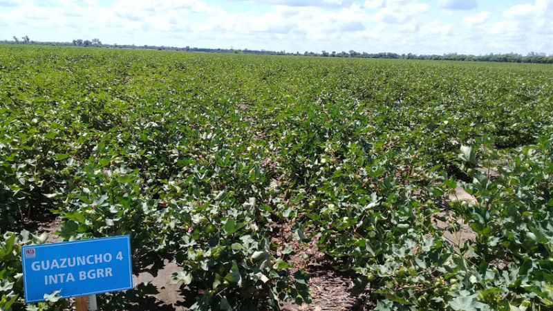 Algodón: el INTA presenta las tres nuevas variedades de alta calidad