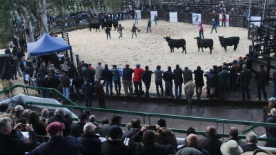 La Nación Ganadera Norte y la Nacional Brangus exhiben el gran potencial del sector