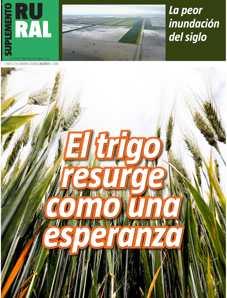 El trigo resurge como una esperanza