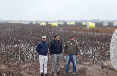 Reflotar el algodón para atenuar las pérdidas del sector productivo chaqueño