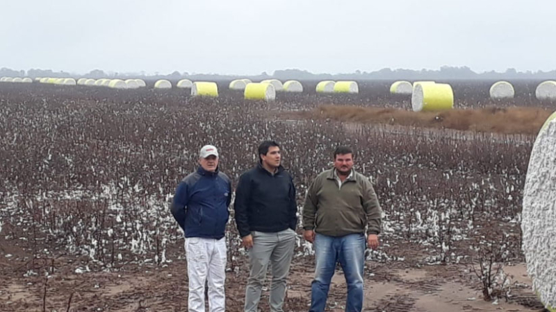 Reflotar el algodón para atenuar las pérdidas del sector productivo chaqueño