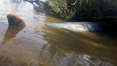 Hallaron una ballena muerta en el Río Paraná