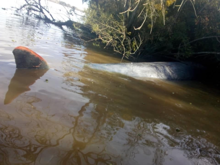 ballena.jpg