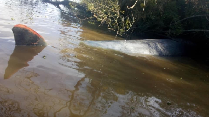 Hallaron una ballena muerta en el Río Paraná