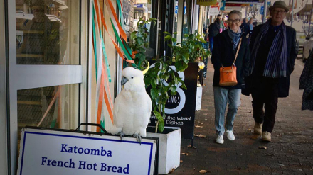 Cacatua4.jpg
