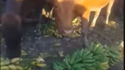 El drama detrás de las vacas que comen bananas en Formosa