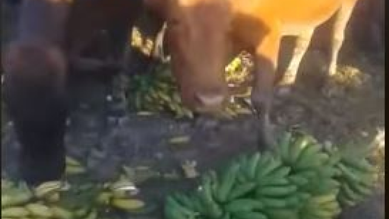 El drama detrás de las vacas que comen bananas en Formosa