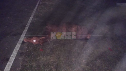 Cabalgata-accidente 2.JPG