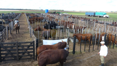 Agronea 2019 presentará una agenda con variadas actividades