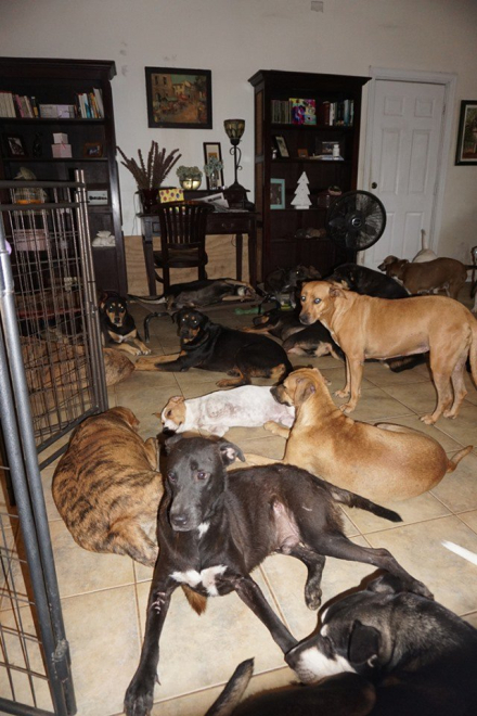 perro3.jpg