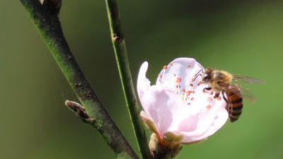Las abejas