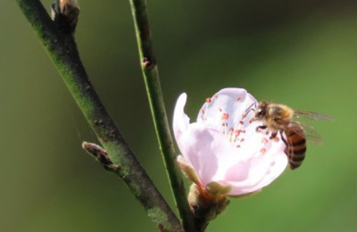 Las abejas
