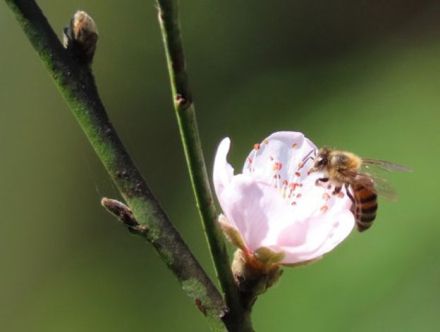abeja22.jpg